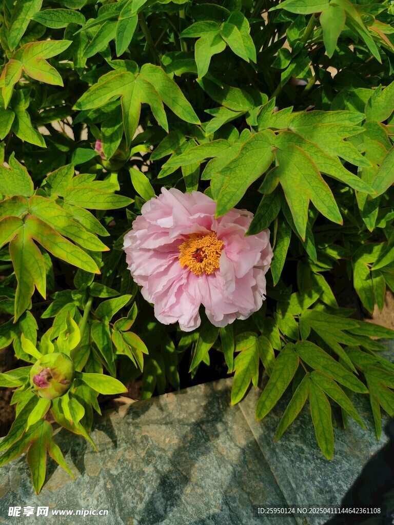 牡丹花