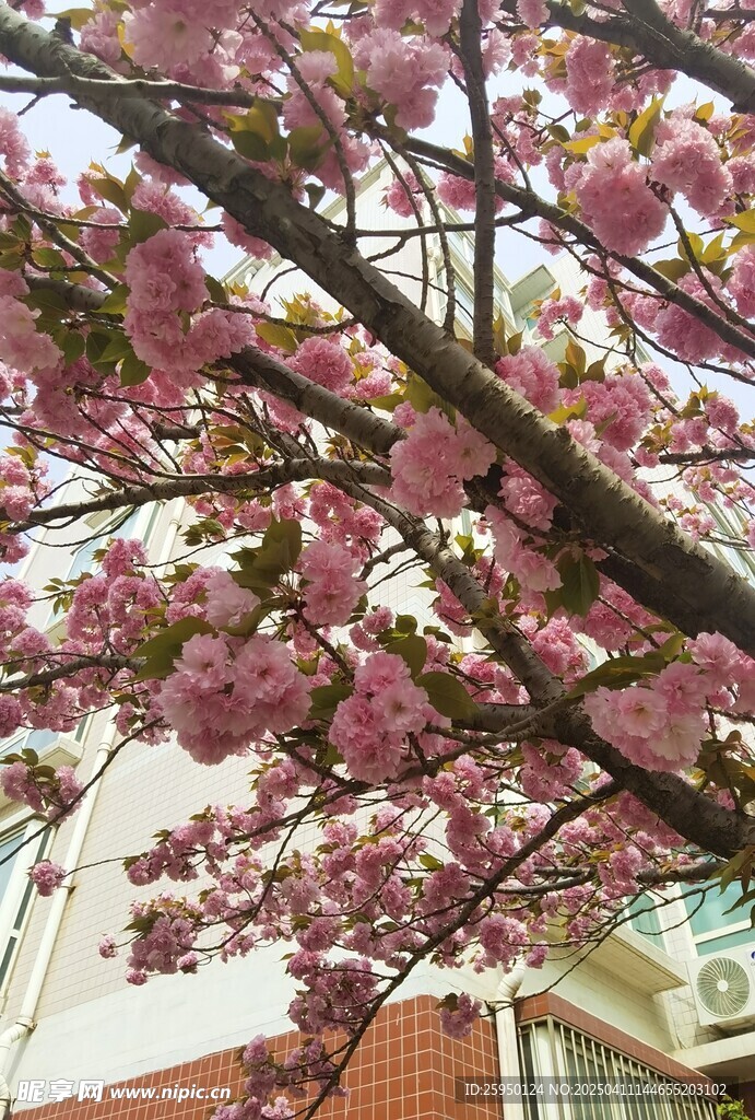 樱花