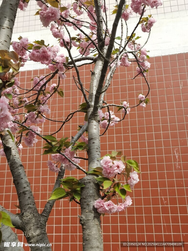 樱花