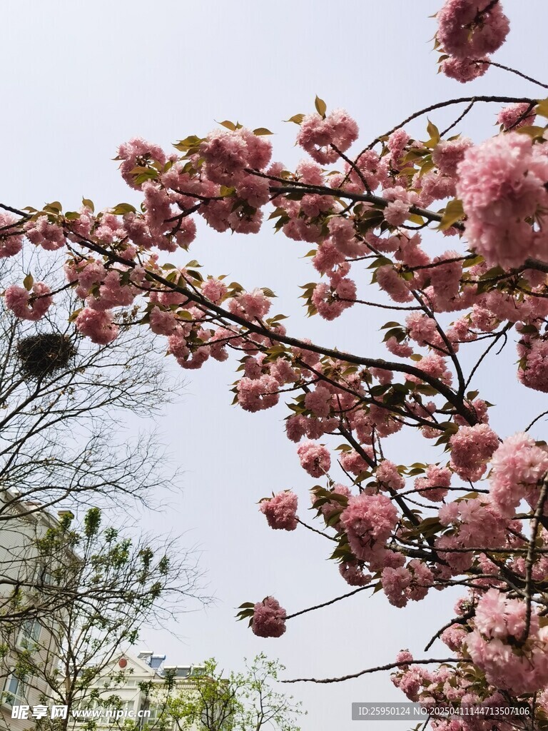 樱花