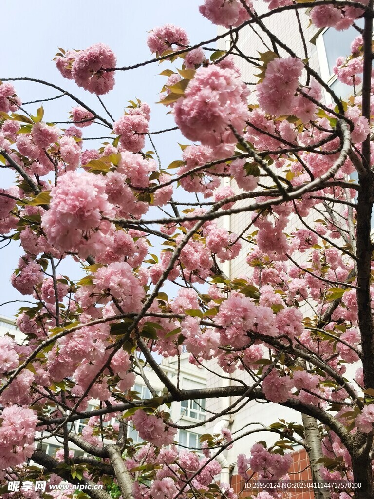 樱花