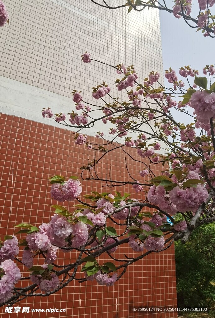 樱花