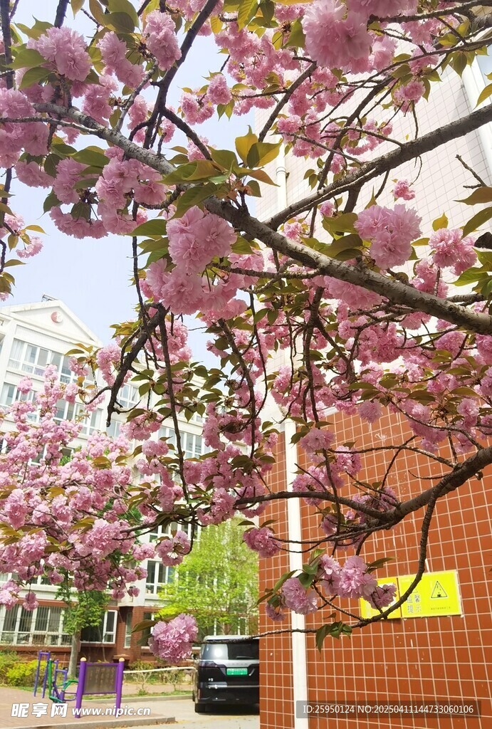 樱花