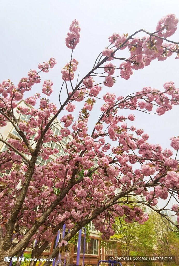 樱花