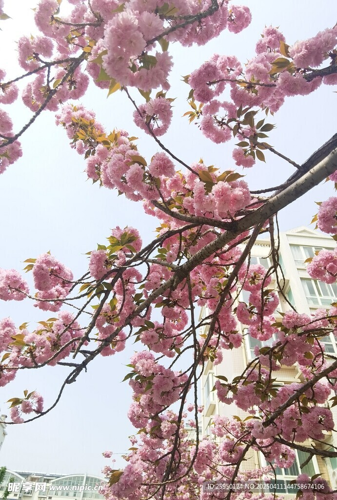 樱花