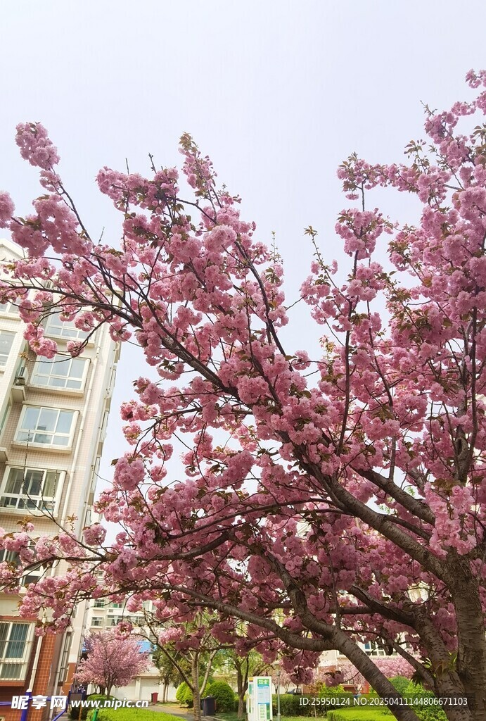 樱花