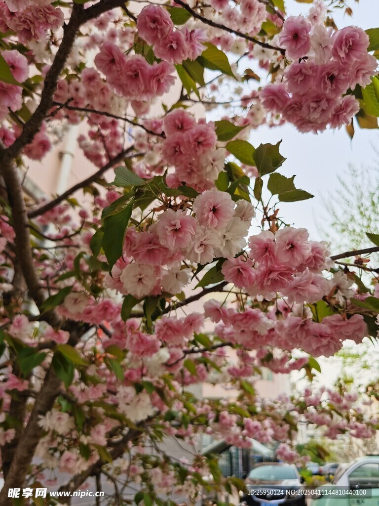 樱花