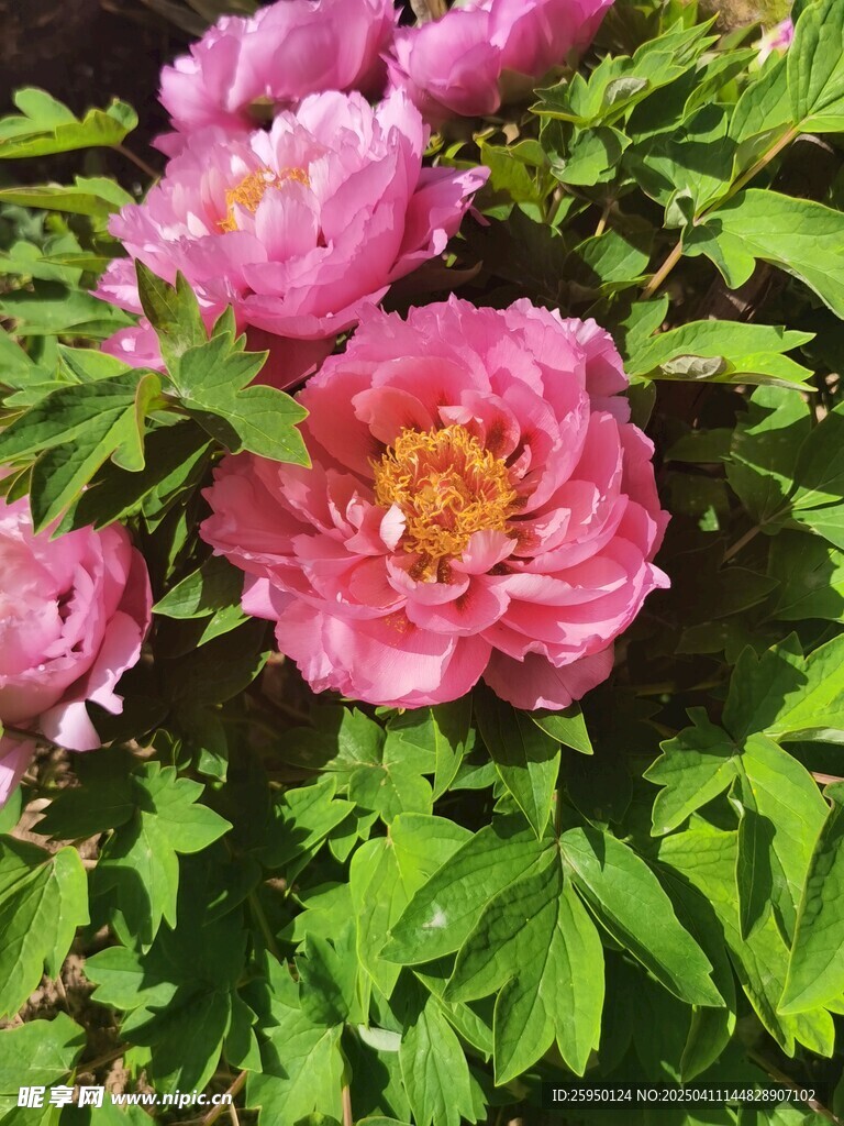 牡丹花