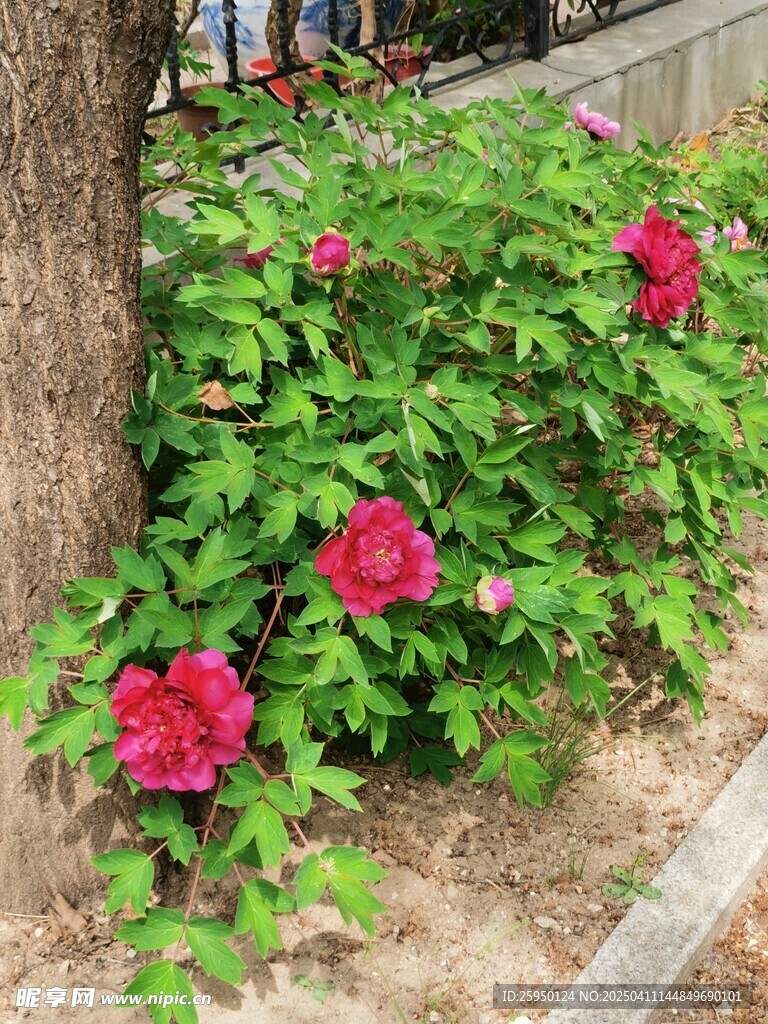 牡丹花