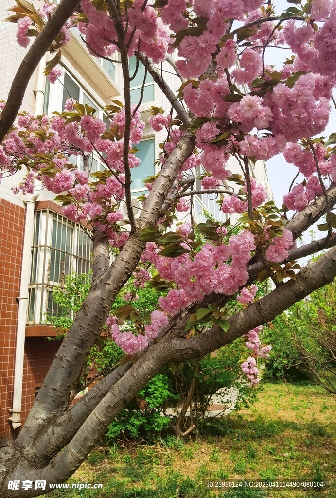 樱花