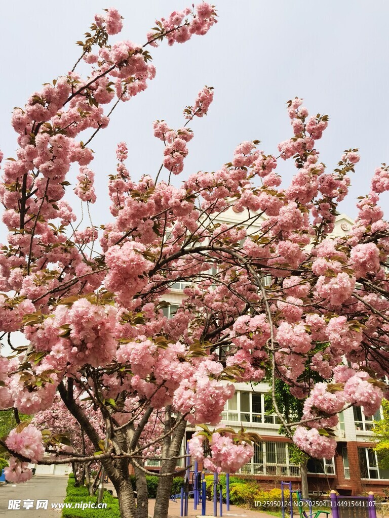 樱花