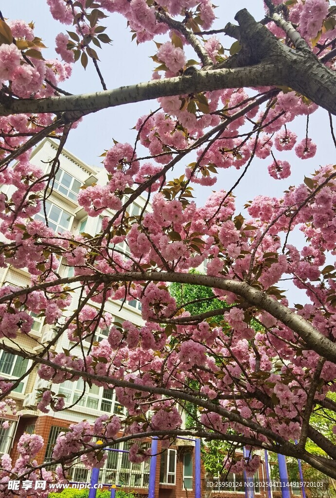 樱花
