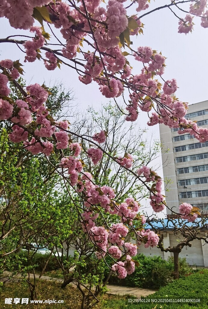 樱花
