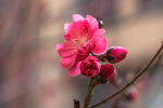桃花特写