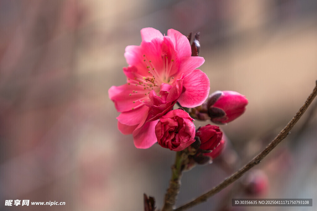 桃花特写