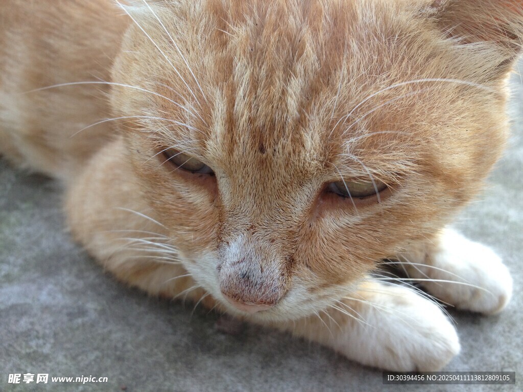 小猫的脸