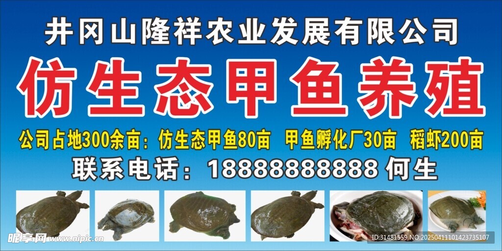 仿生态甲鱼养殖海报 渔业