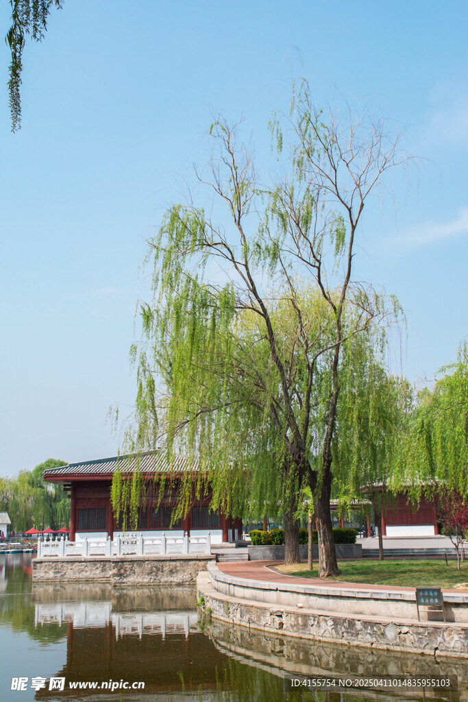 河岸柳树春色