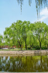 垂柳湖岸风光