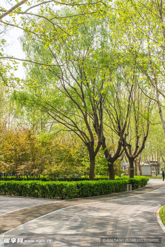 绿荫步道