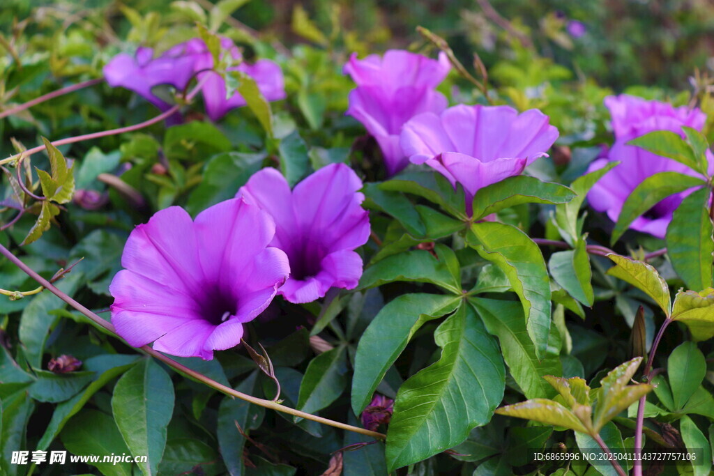 牵牛花