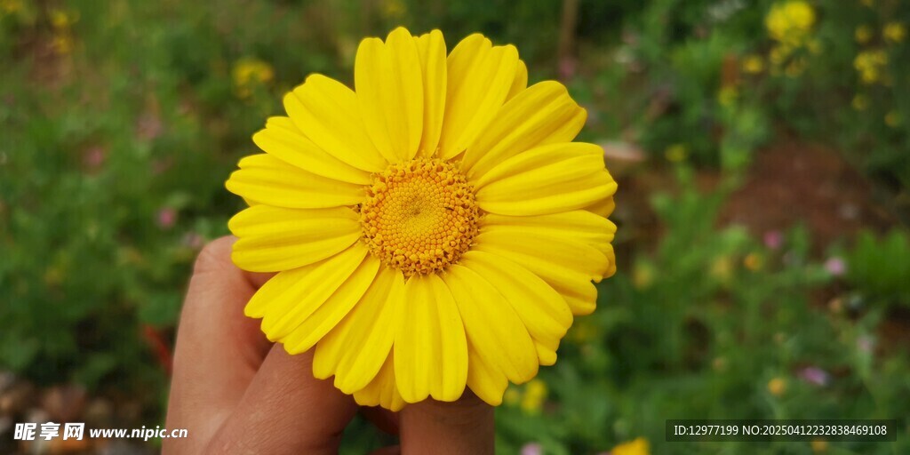 菊花 花簇