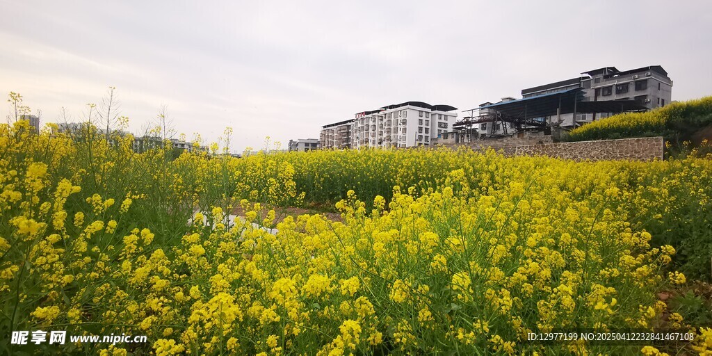 油菜花