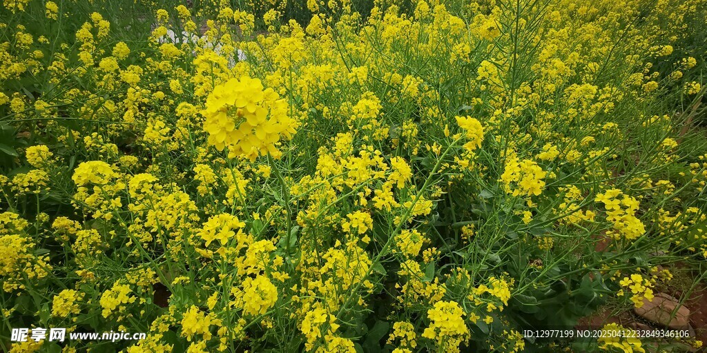 油菜花