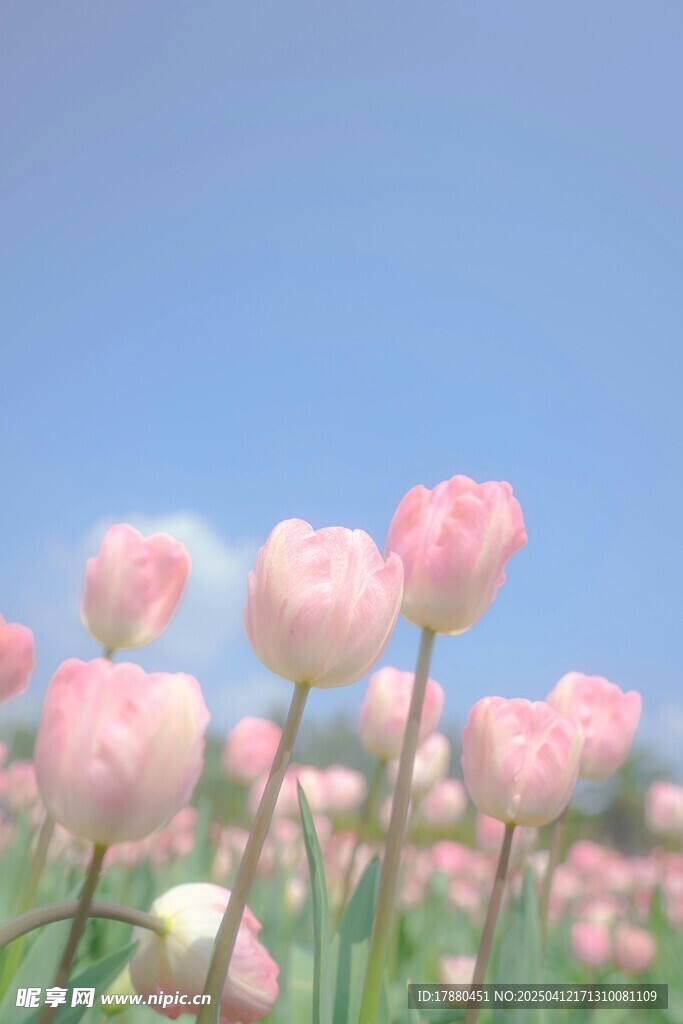 郁金香