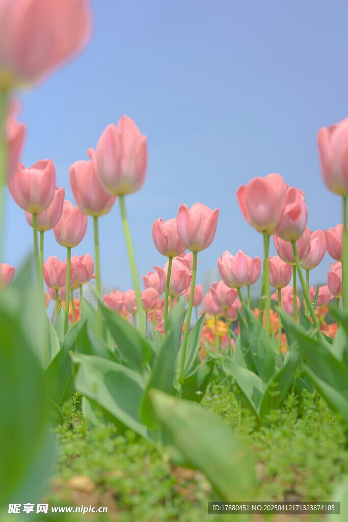 郁金香