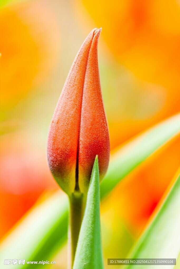 花苞