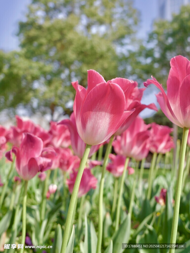 郁金香