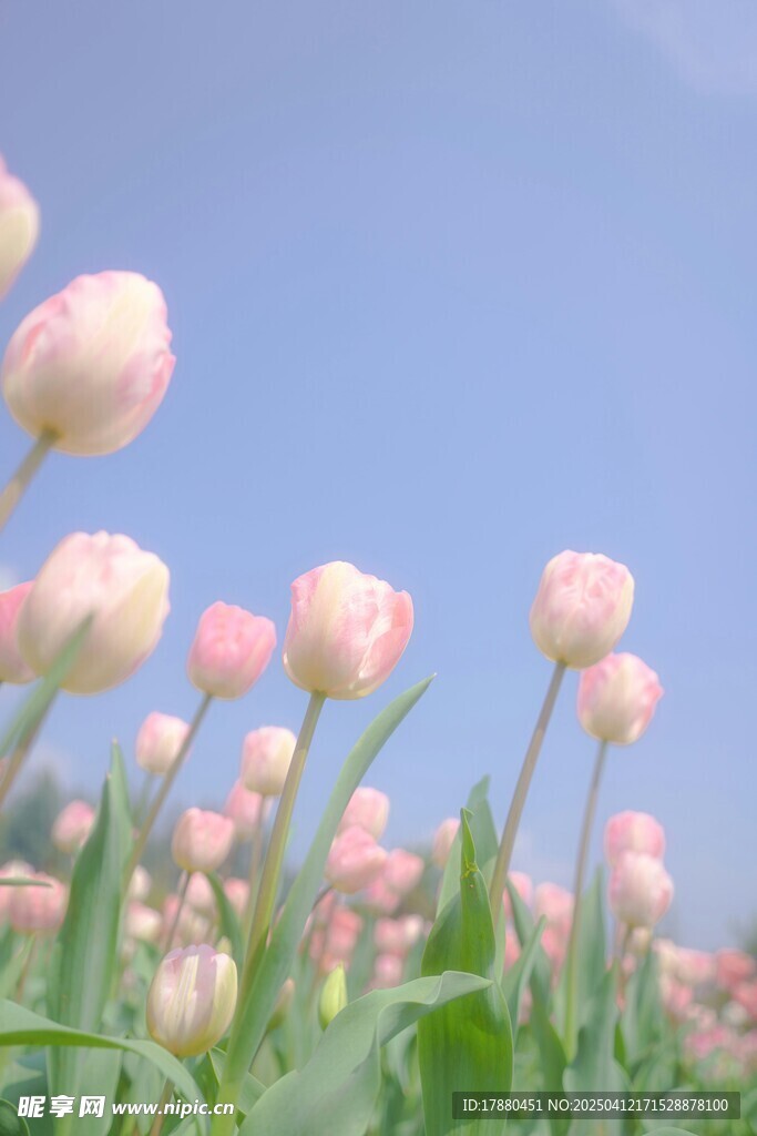 郁金香