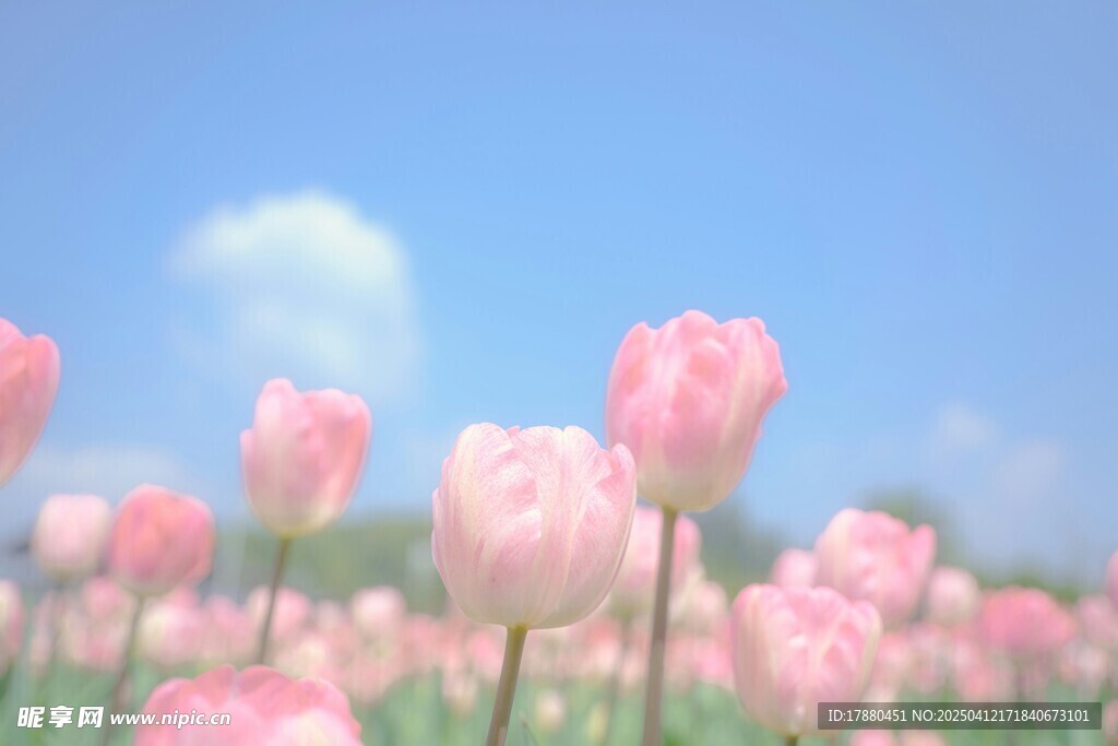 郁金香