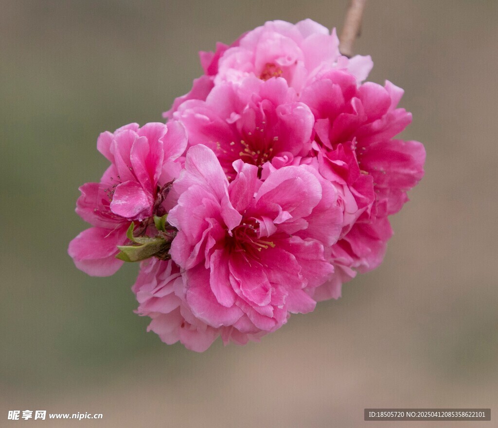 桃花