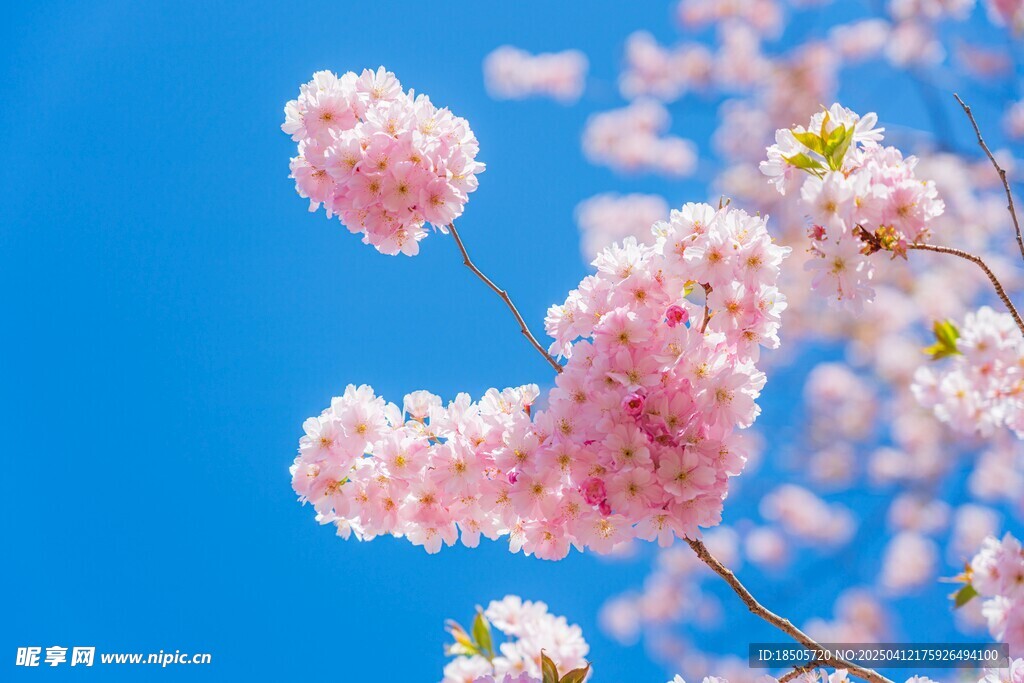 樱花