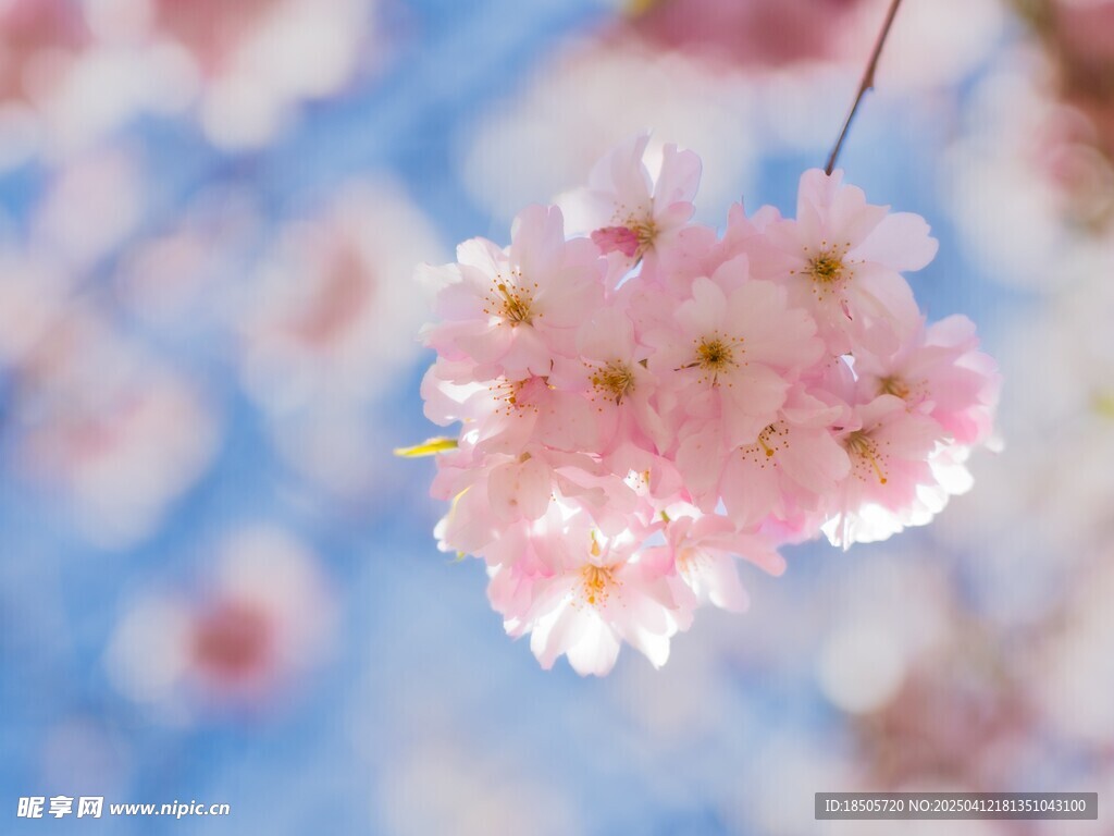 樱花