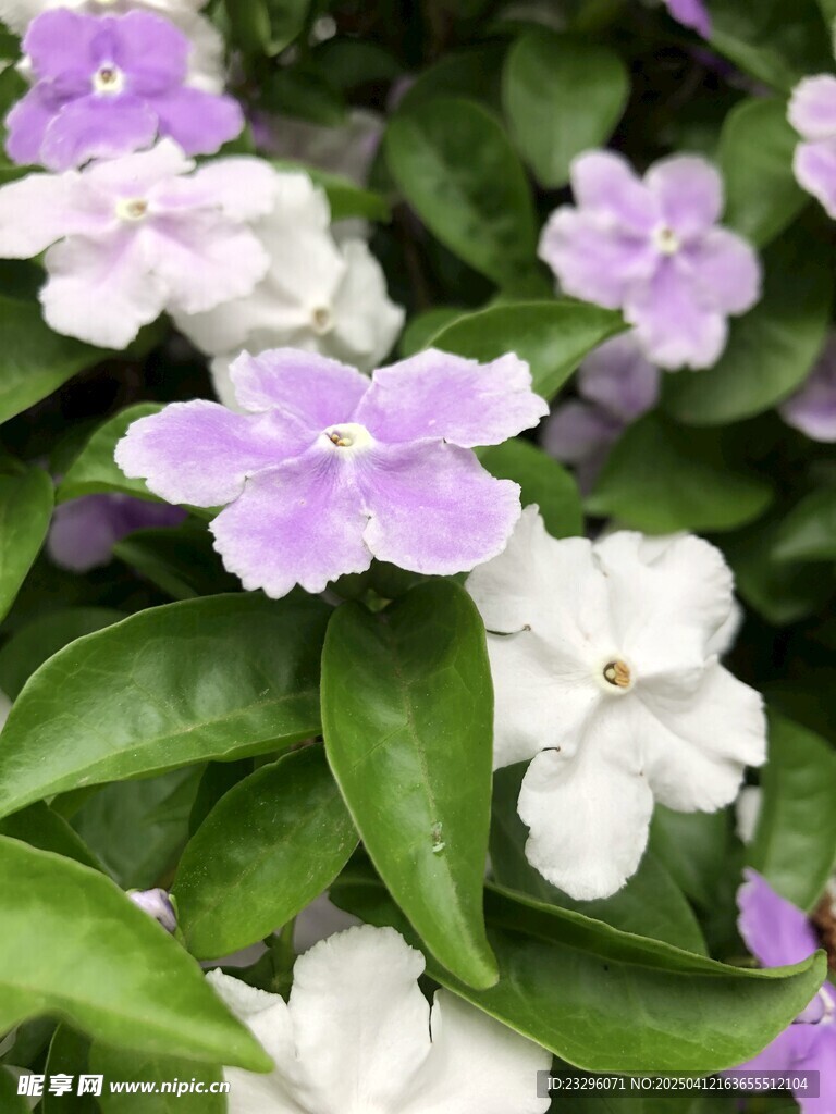鸳鸯茉莉花