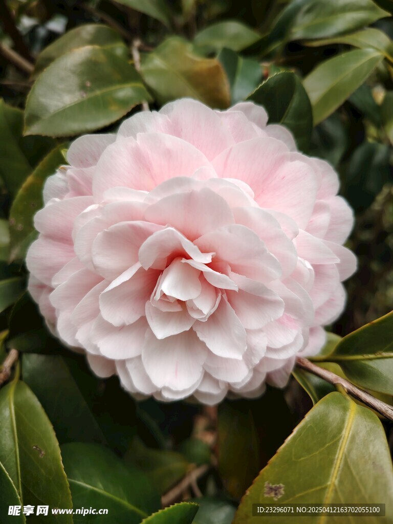 粉色山茶花
