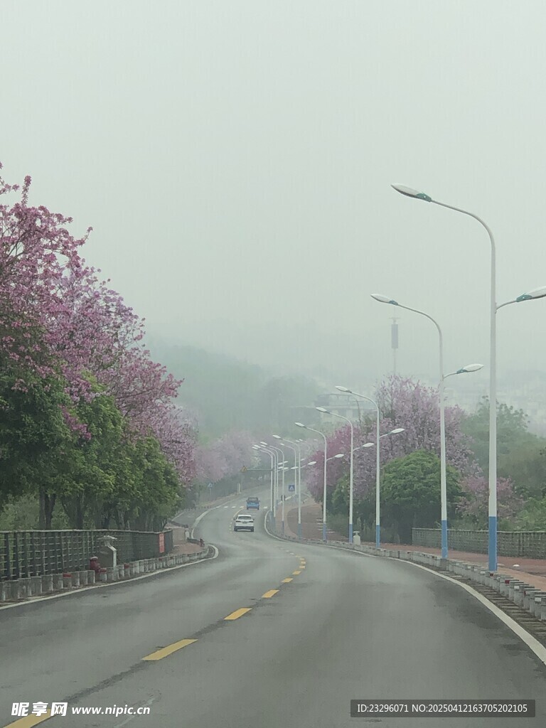 柳州紫荆花