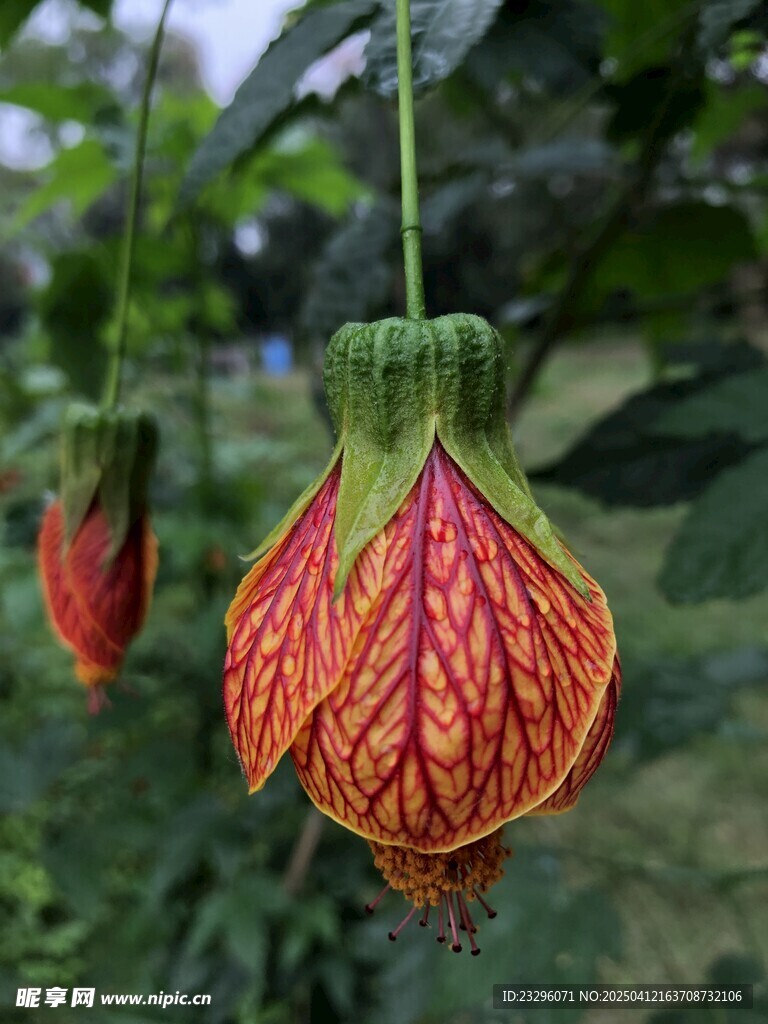 金铃花