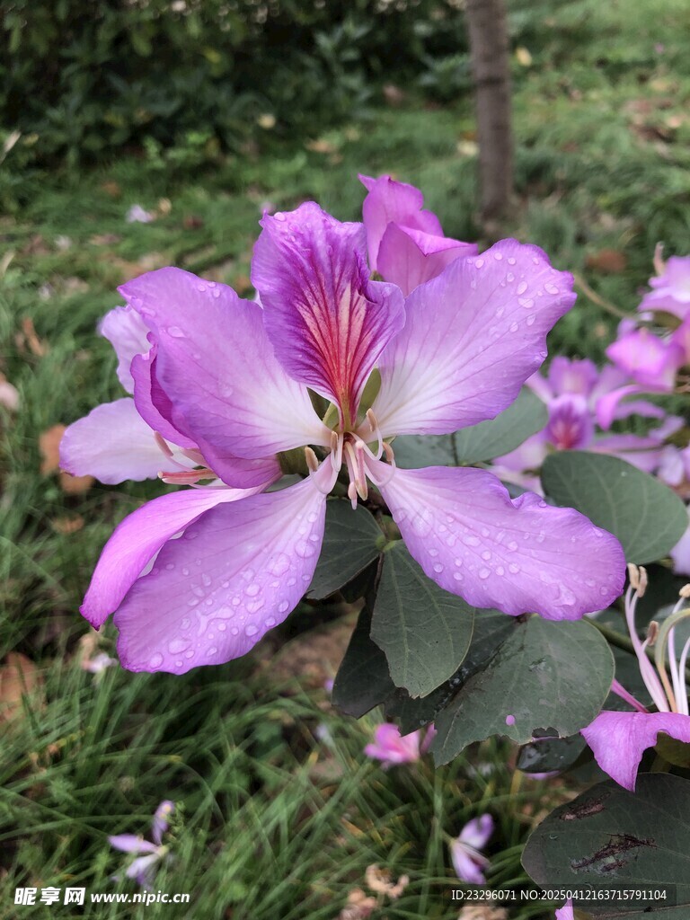 柳州紫荆花