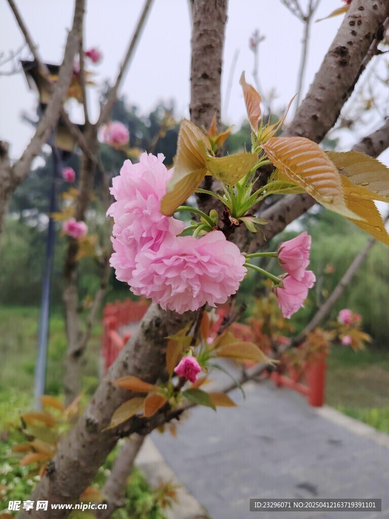 重瓣樱花