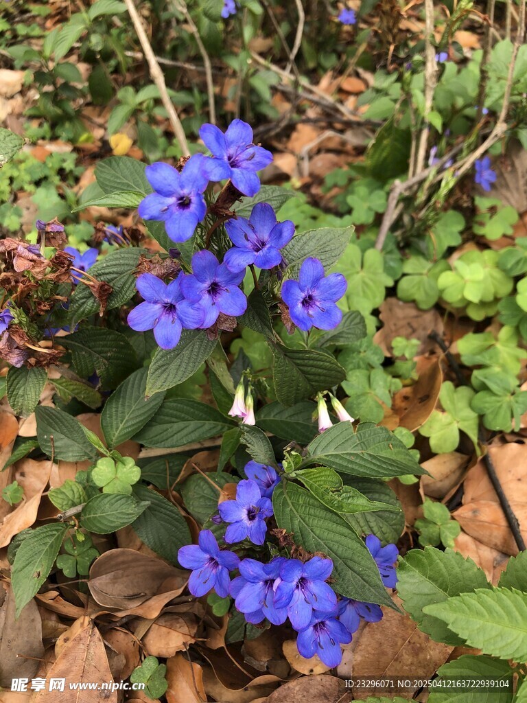 喜花草