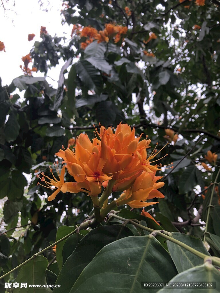 无忧花