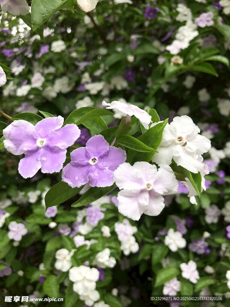 鸳鸯茉莉花