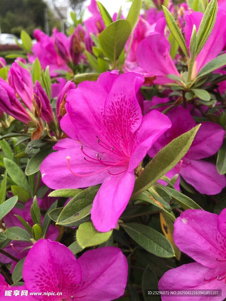 盛开的杜鹃花