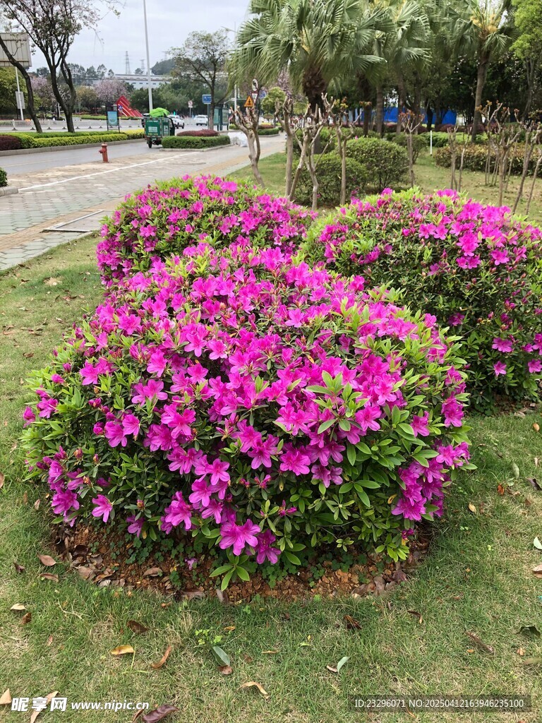 盛开的杜鹃花
