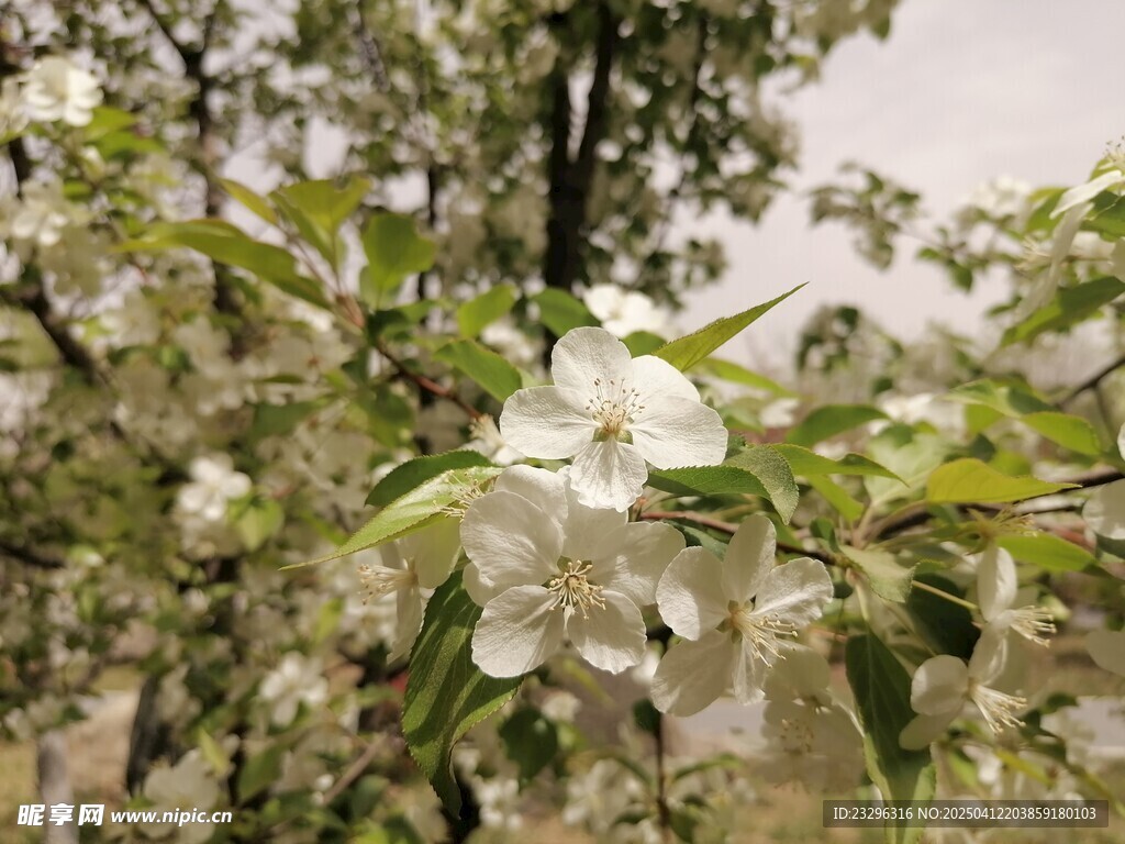 樱花