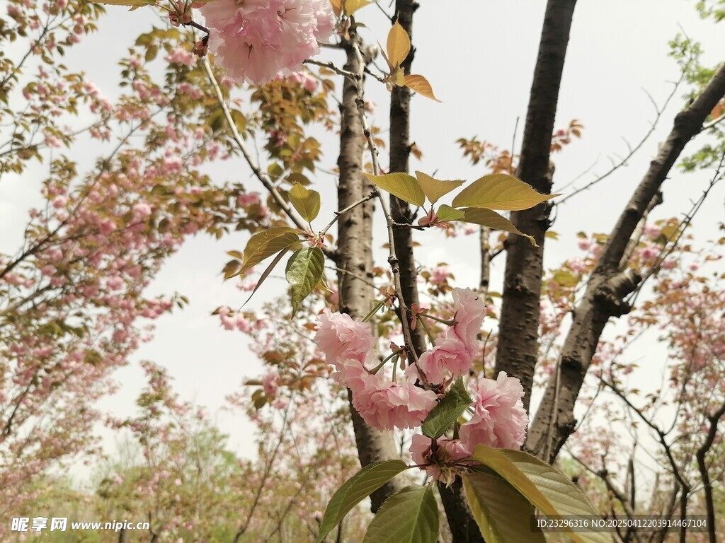 粉色花朵